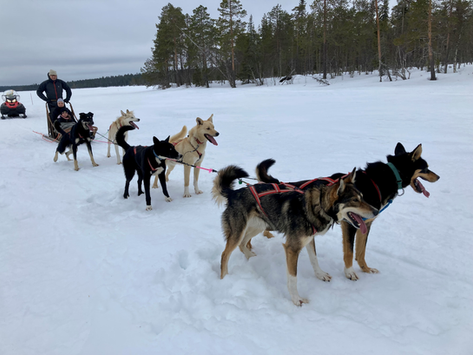 What role do our senses and bodily movements play in co-creating animal-based tourism experiences?